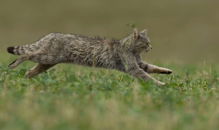 wilde kat