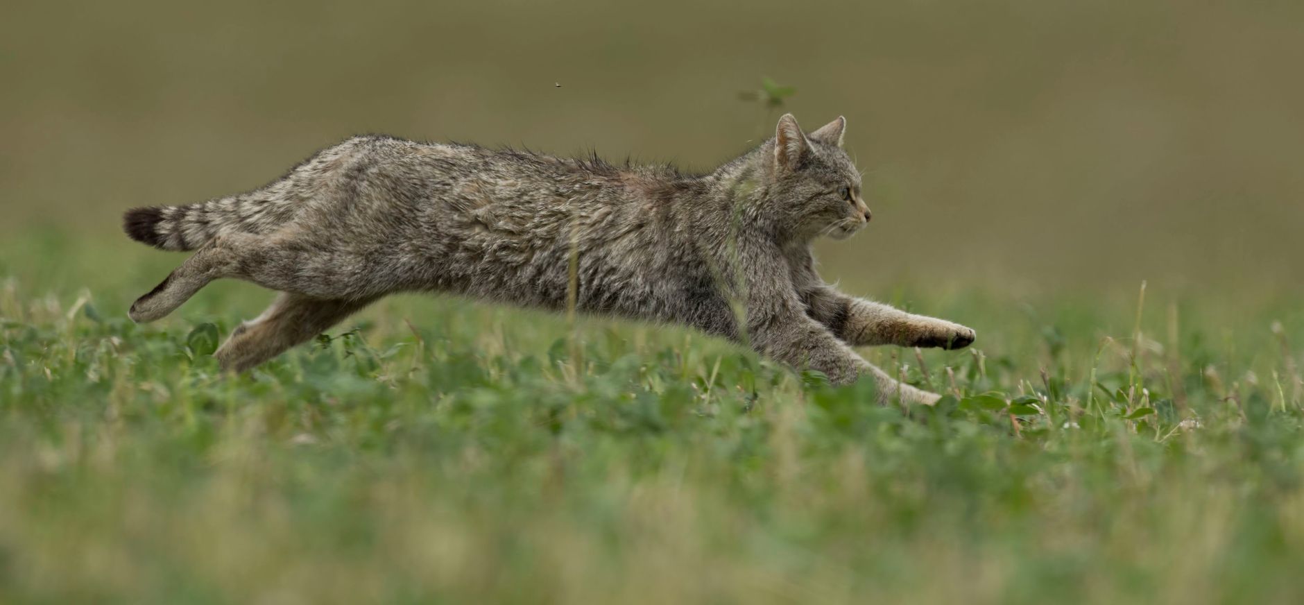 wilde kat