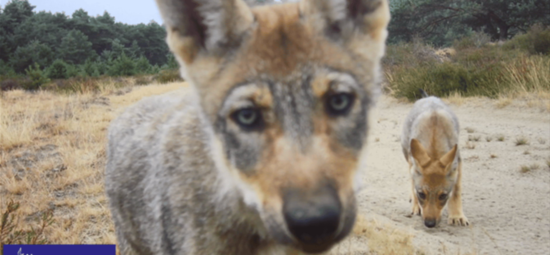 Wolvenwelp kijkt in camera Wolvenwelp kijkt in camera