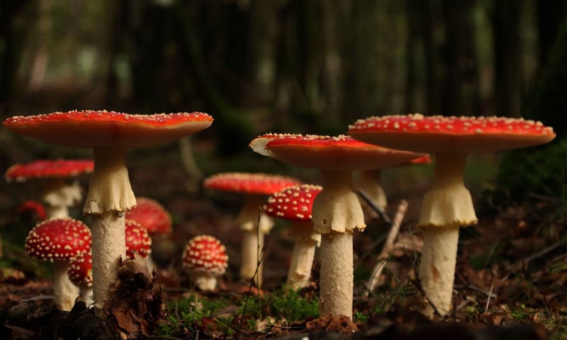 paddenstoelen op landgoed Oud Groevenbeek 