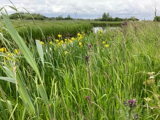 Schil Naardermeer
