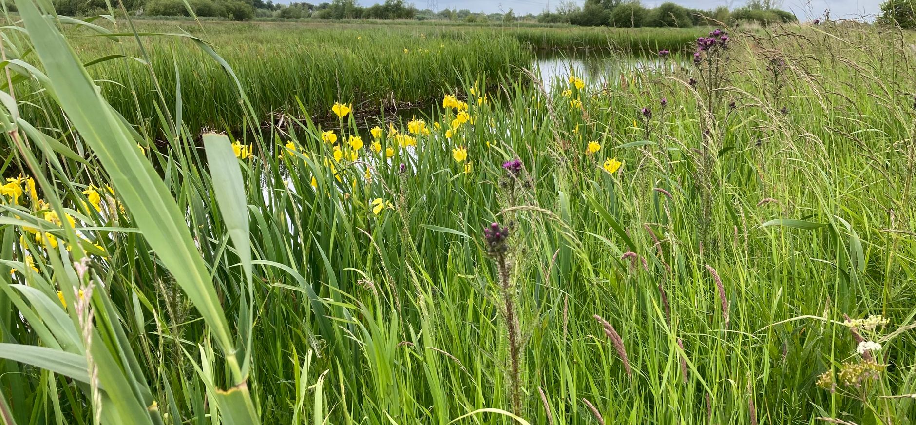 Schil Naardermeer