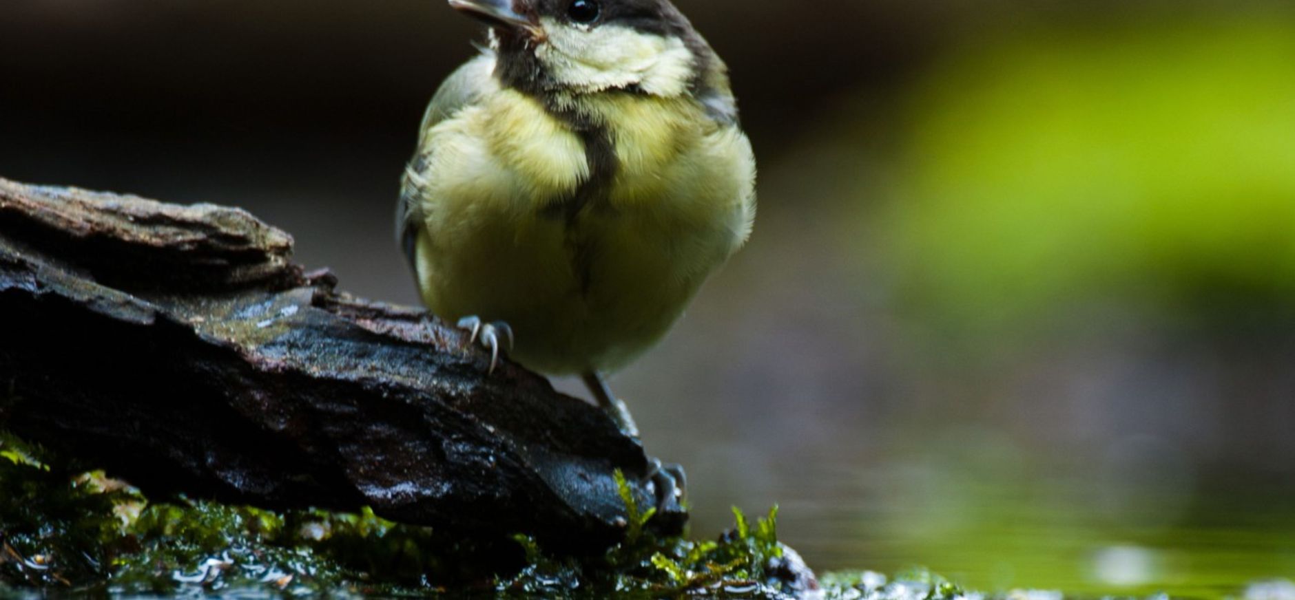 Vogelbadje maken