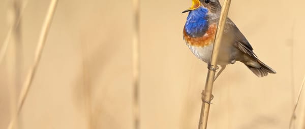 Zwaakse Weel - Blauwborst Zwaakse Weel - Blauwborst
