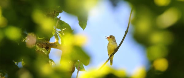 De Poel - Spotvogel De Poel - Spotvogel
