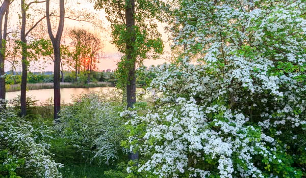 Bloemdijken Bloemdijken