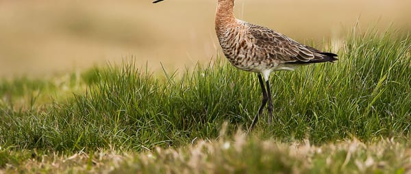De Poel - Grutto De Poel - Grutto