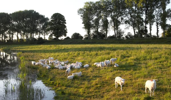 Zwaakse weel - schapen Zwaakse weel - schapen