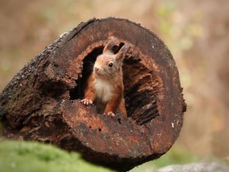eekhoorn in holte dode boomstam