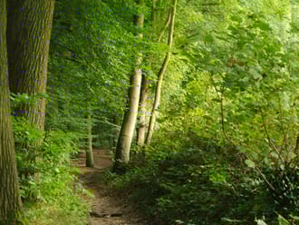 Het Imstenraderbos bij Heerlen