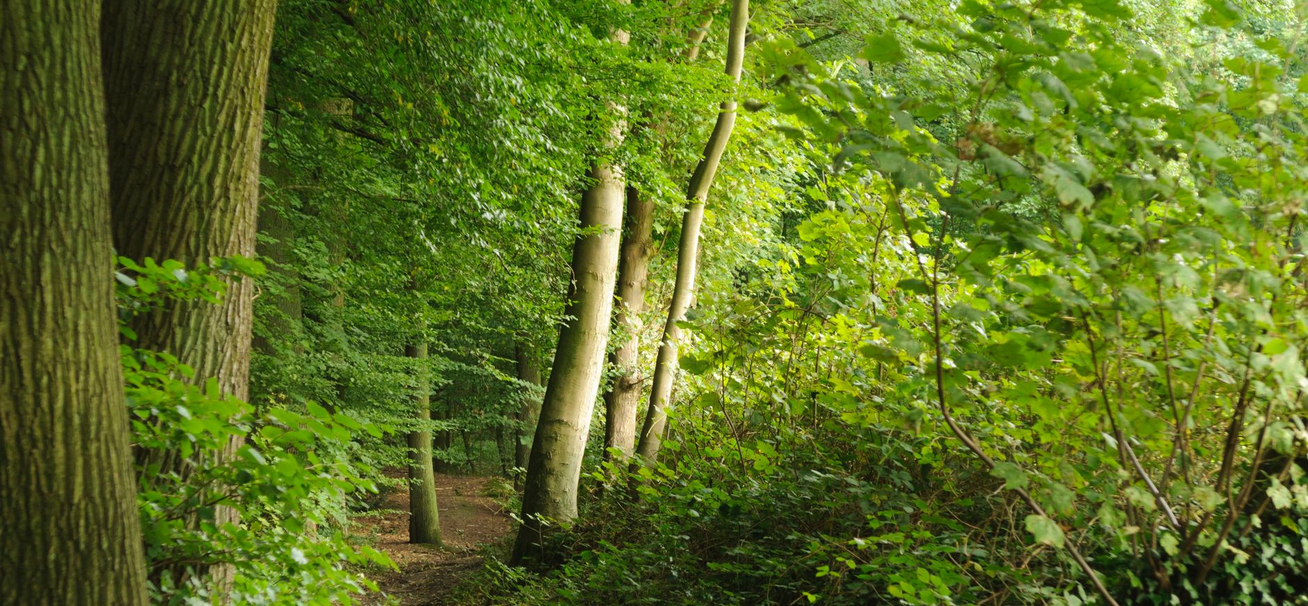 Het Imstenraderbos bij Heerlen Het Imstenraderbos bij Heerlen