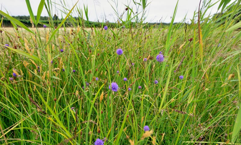 Blauwe knoop in blauwgrasland Blauwe knoop in blauwgrasland