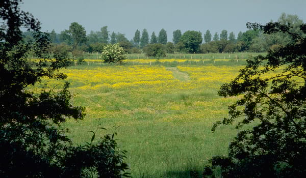 De Poel - bloemrijke weiden De Poel - bloemrijke weiden