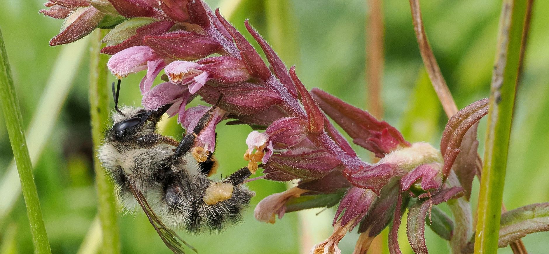 Zandhommel Zandhommel