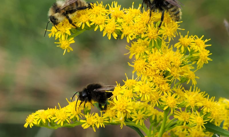 Zandhommel Zandhommel