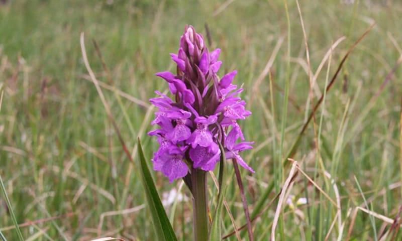 Veenorchis, gefotografeerd door Frank Vassen