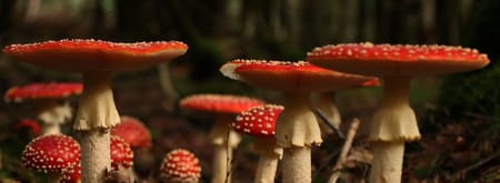 paddenstoelen op landgoed Oud Groevenbeek 