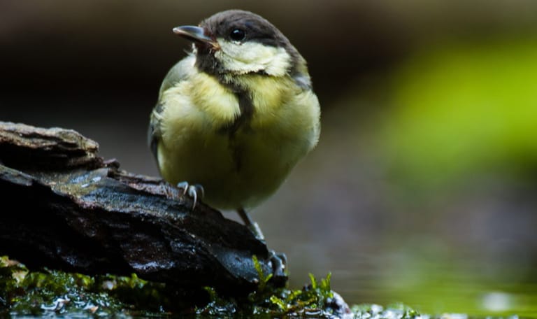 Vogelbadje maken