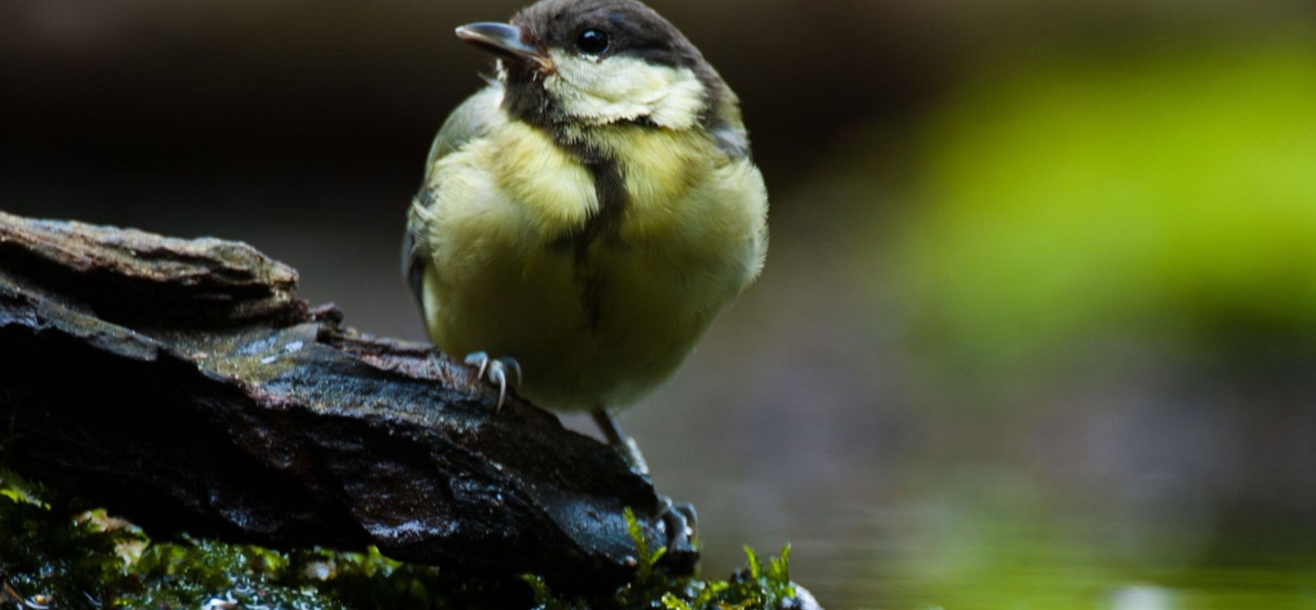 Vogelbadje maken