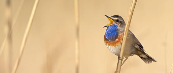 Zwaakse Weel - Blauwborst Zwaakse Weel - Blauwborst