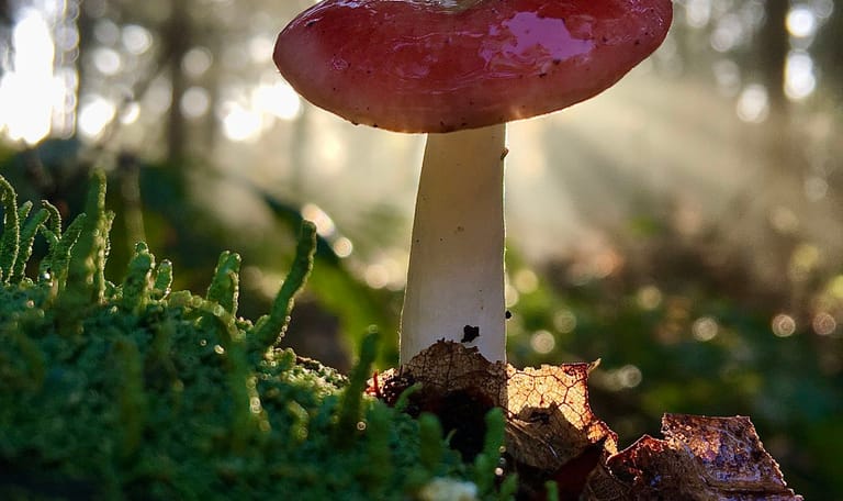 russula zwam van achter belicht