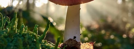 russula zwam van achter belicht