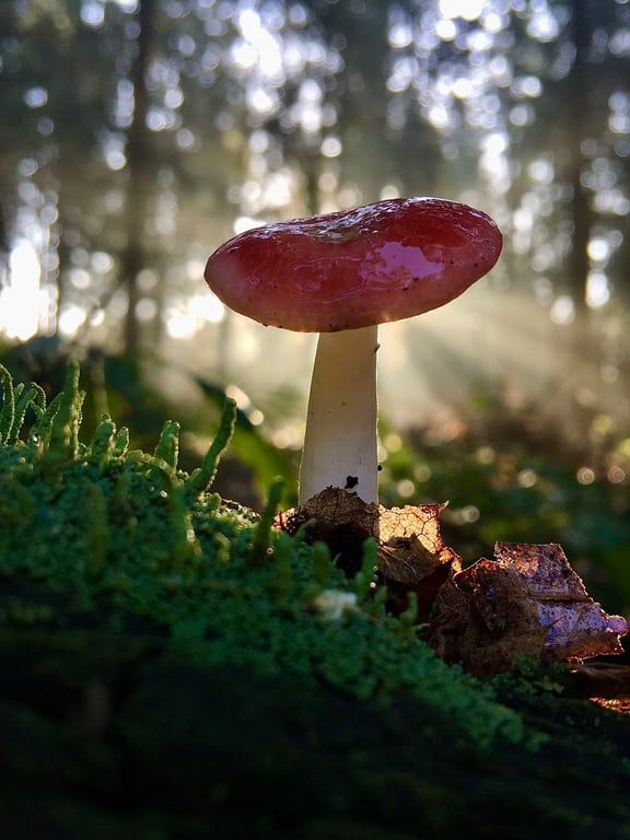Paddenstoelen bewonderen in de eendenkooi van Haarzuilens