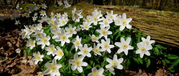 Bosanemoon op het landgoed Bosanemoon op het landgoed