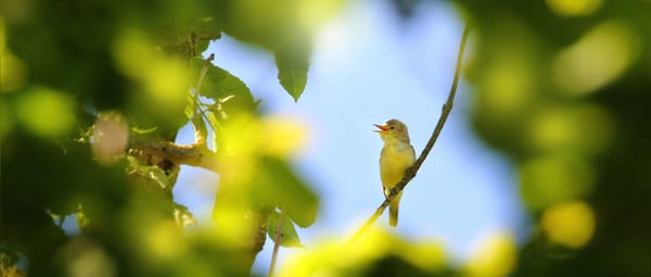 De Poel - Spotvogel De Poel - Spotvogel