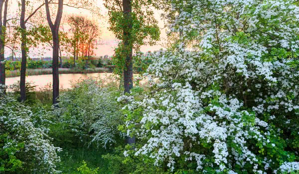Bloemdijken Bloemdijken