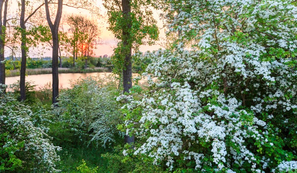 Bloemdijken Bloemdijken