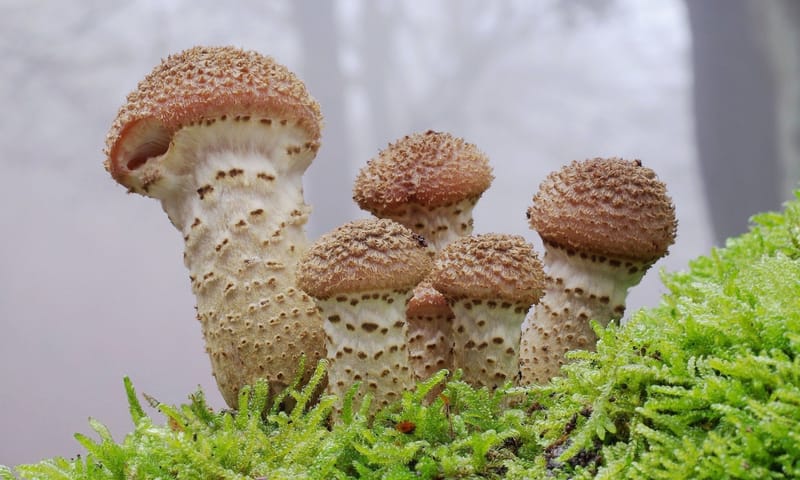 Honingzwam