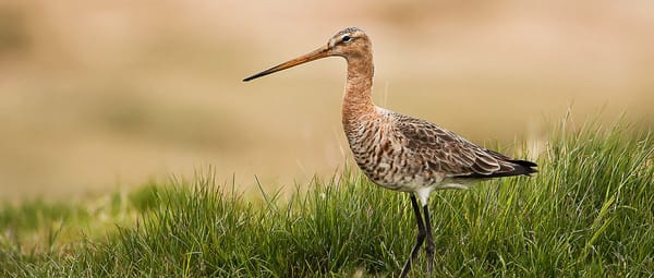 De Poel - Grutto De Poel - Grutto