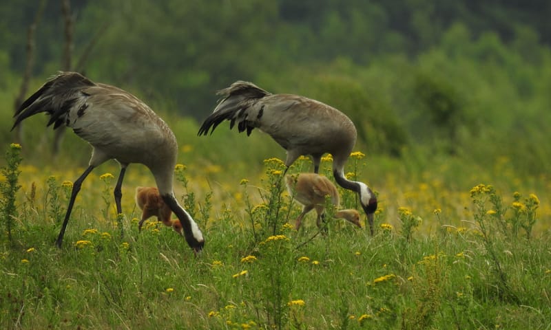 kraanvogel met kuiken