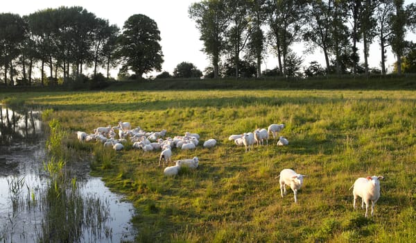 Zwaakse weel - schapen Zwaakse weel - schapen