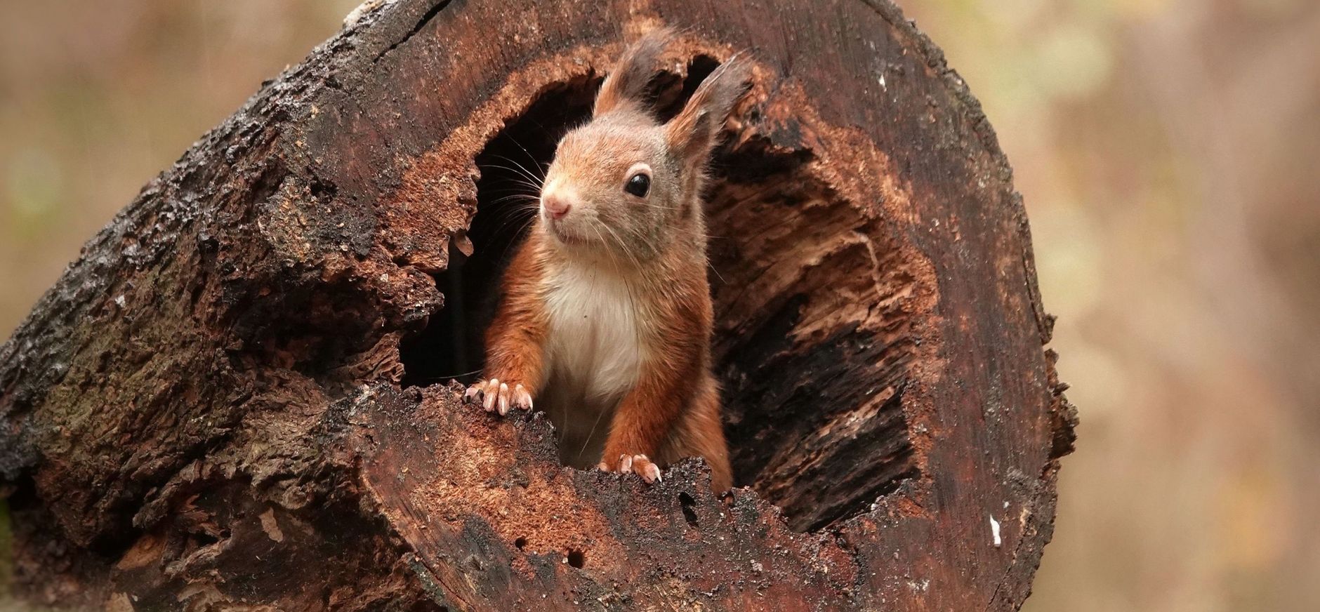 eekhoorn in holte dode boomstam
