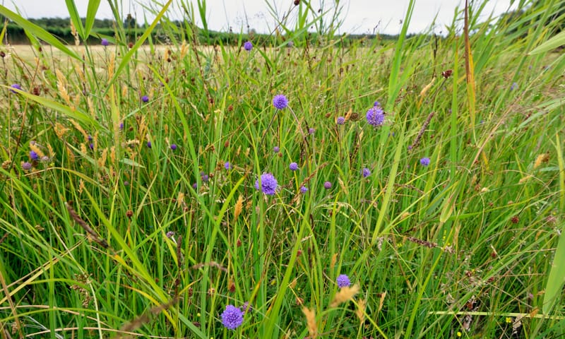 Blauwe knoop in blauwgrasland