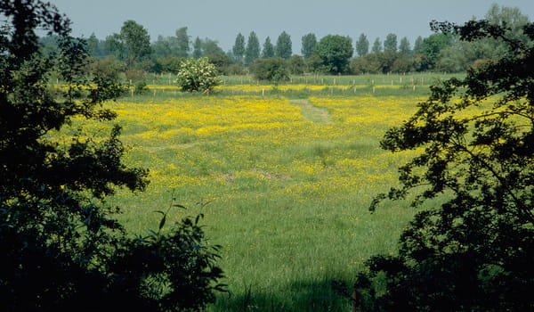 De Poel - bloemrijke weiden De Poel - bloemrijke weiden