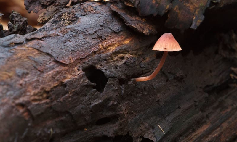 dood hout doet leven dood hout doet leven