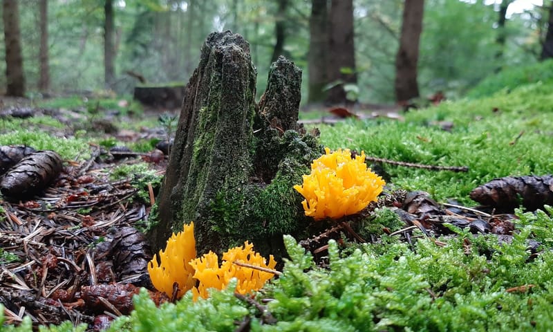 Kleverig koraalzwammetje