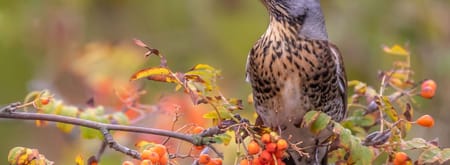 Kramsvogel eet lijsterbes