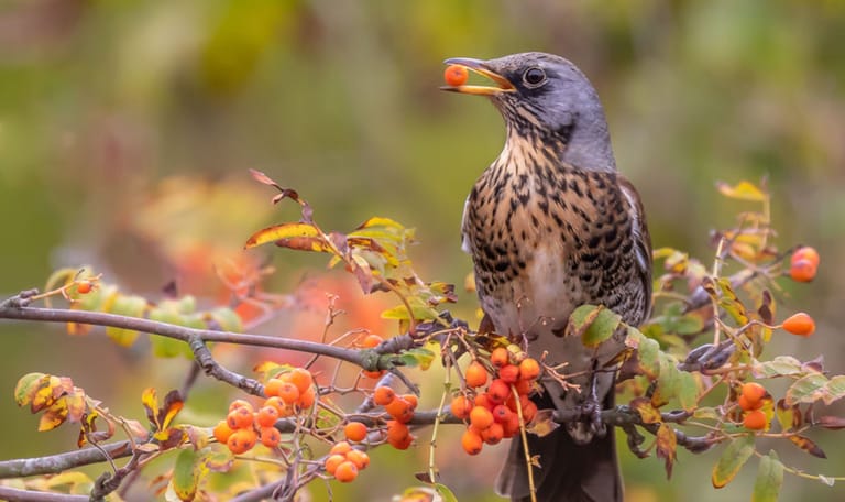 Kramsvogel eet lijsterbes