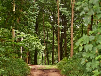 Een doorkijk naar het bos in landgoed en natuurgebied Terworm