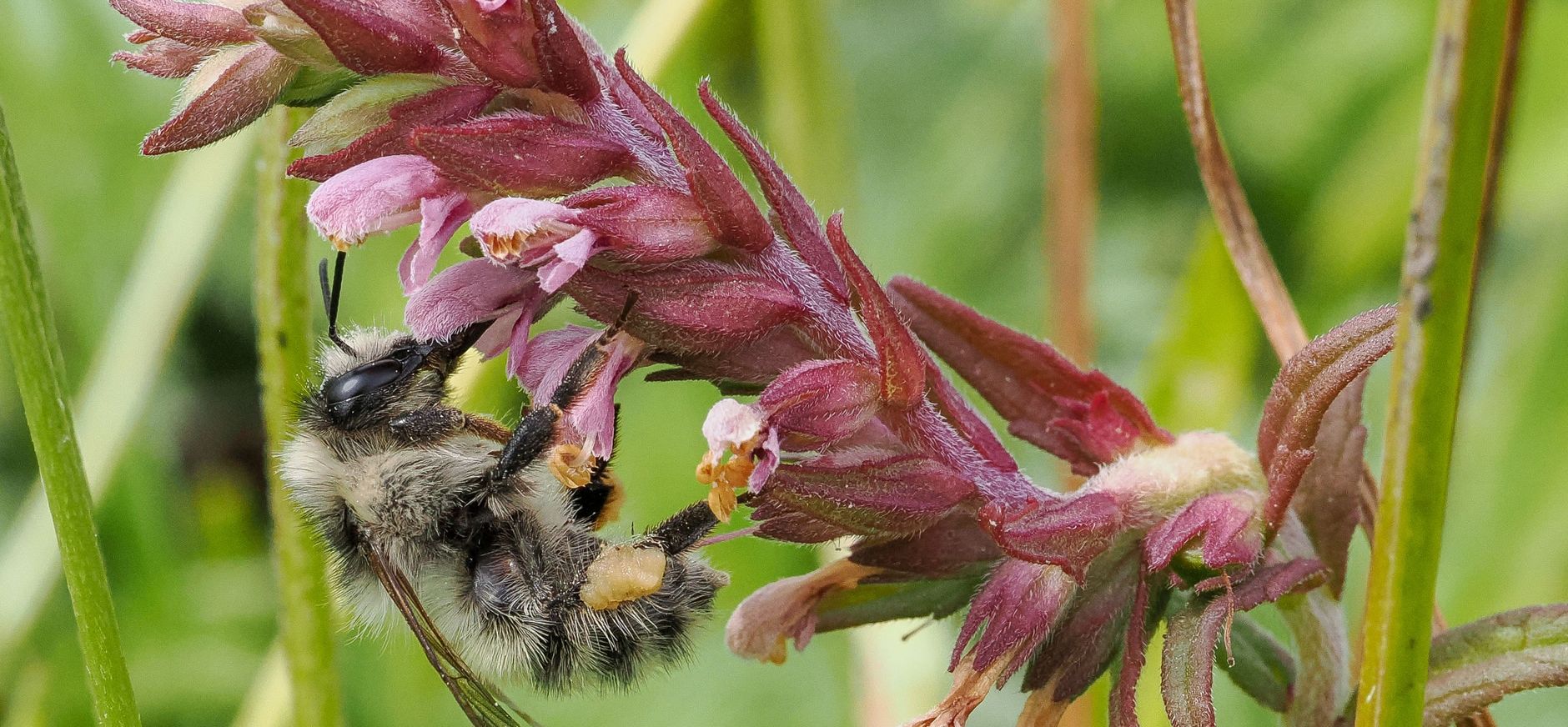 Zandhommel Zandhommel