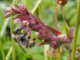 Zandhommel