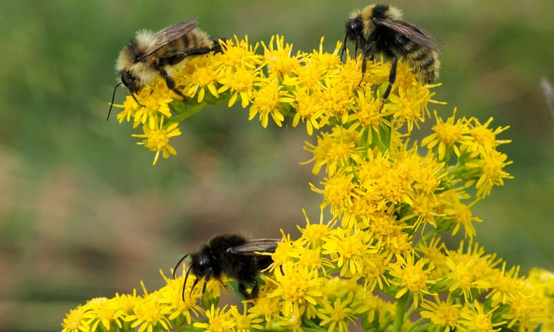 Zandhommel Zandhommel
