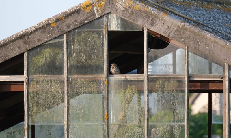 Het onderkomen van de steenuil