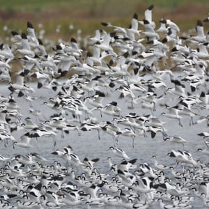 Kluten vliegen in grote groepen tijdens vogeltrek