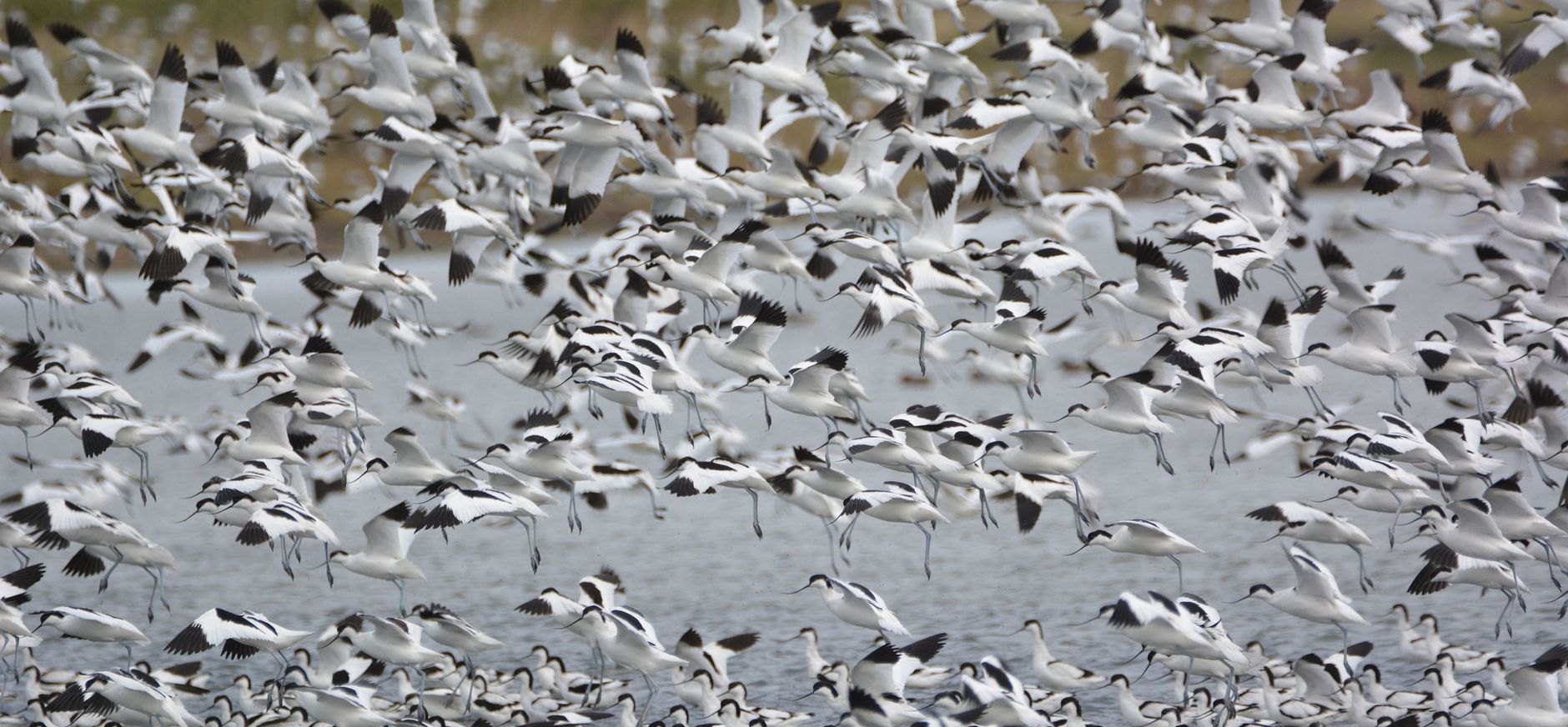 Kluten vliegen in grote groepen tijdens vogeltrek