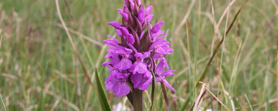 Veenorchis, gefotografeerd door Frank Vassen